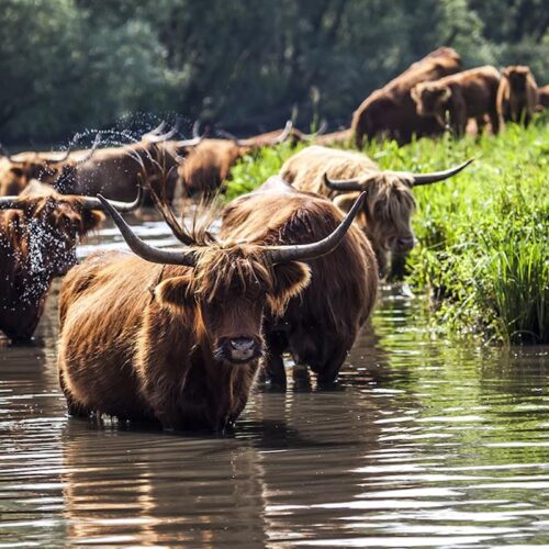 3verrassend-avontuur-zuid-holland-naturesgift-doenkado