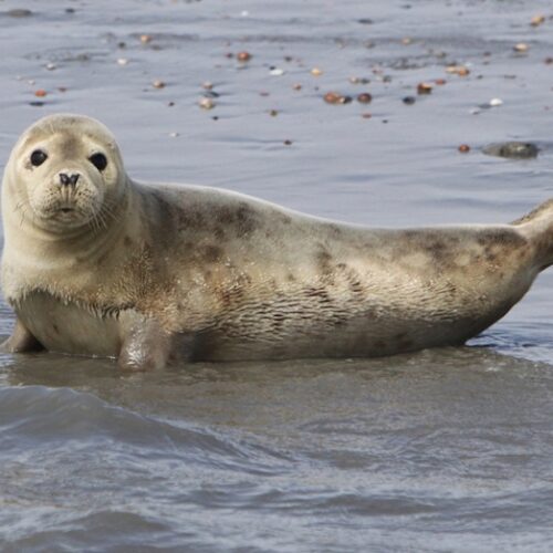 Waddenschiermonnikoog6-doenkado-belevenis-dagjeweg-dagjeuit-cadeau