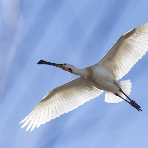 Workshop-natuurfotografie-doen-kado-uitjes-cadeau-geven-belevenis-SERVAN3-10