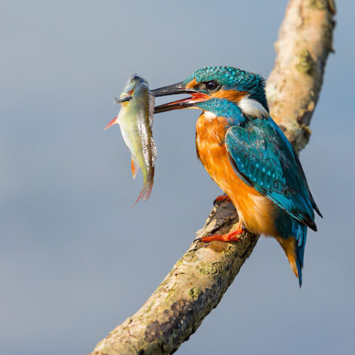 Workshop-natuurfotografie-doen-kado-uitjes-cadeau-geven-belevenis-SERVAN4-2